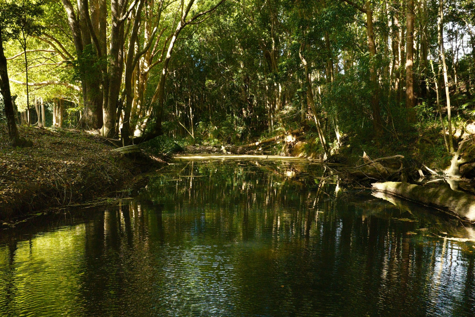 Coffs Coast McGrath