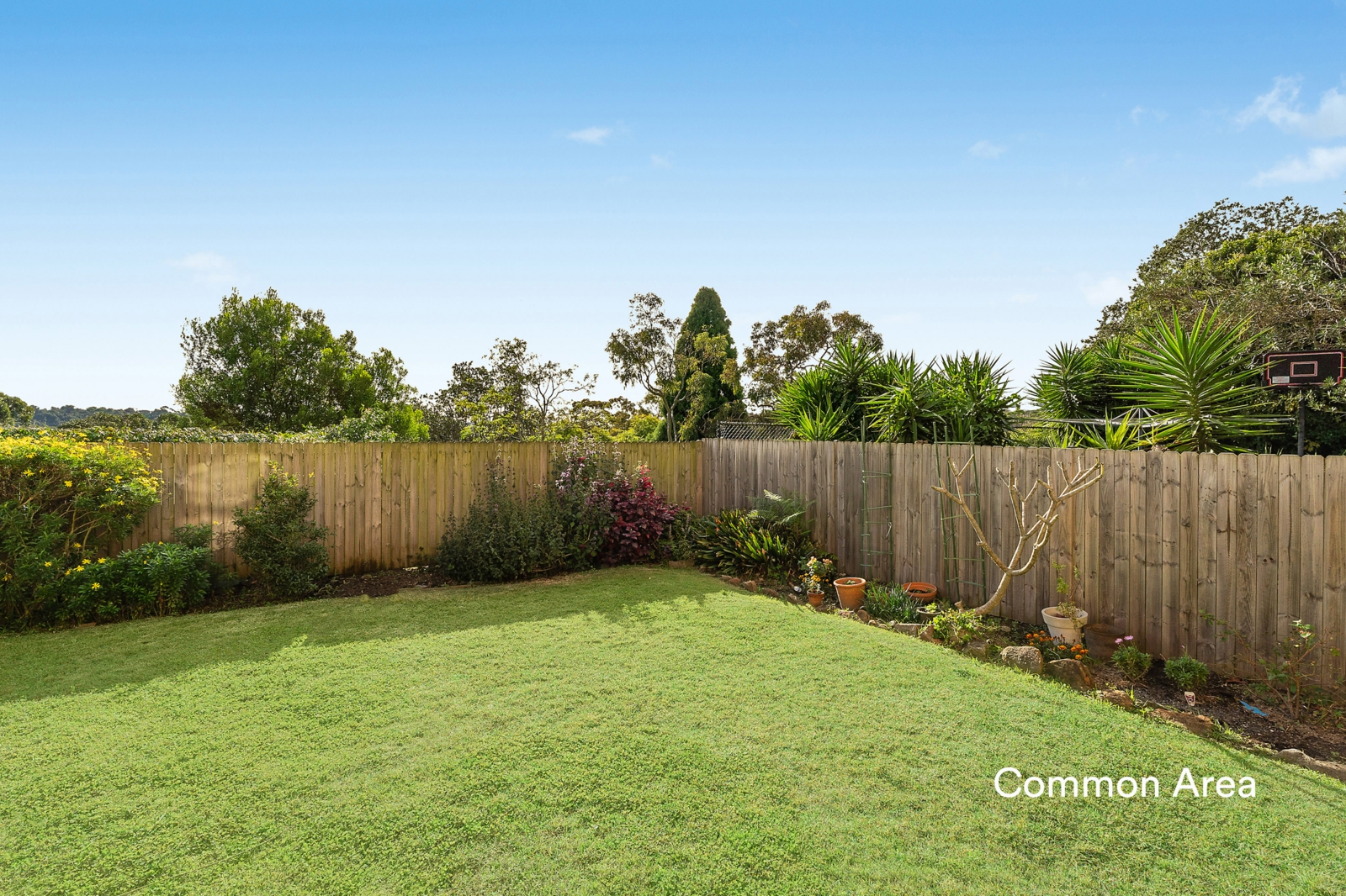 Backyard_a_v3