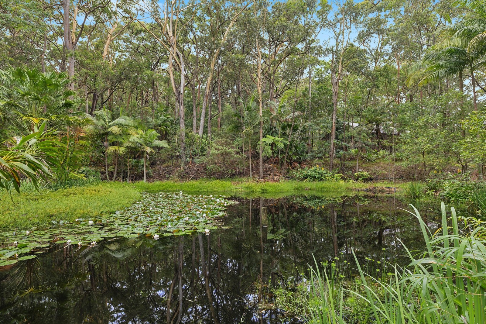 Pond_v2