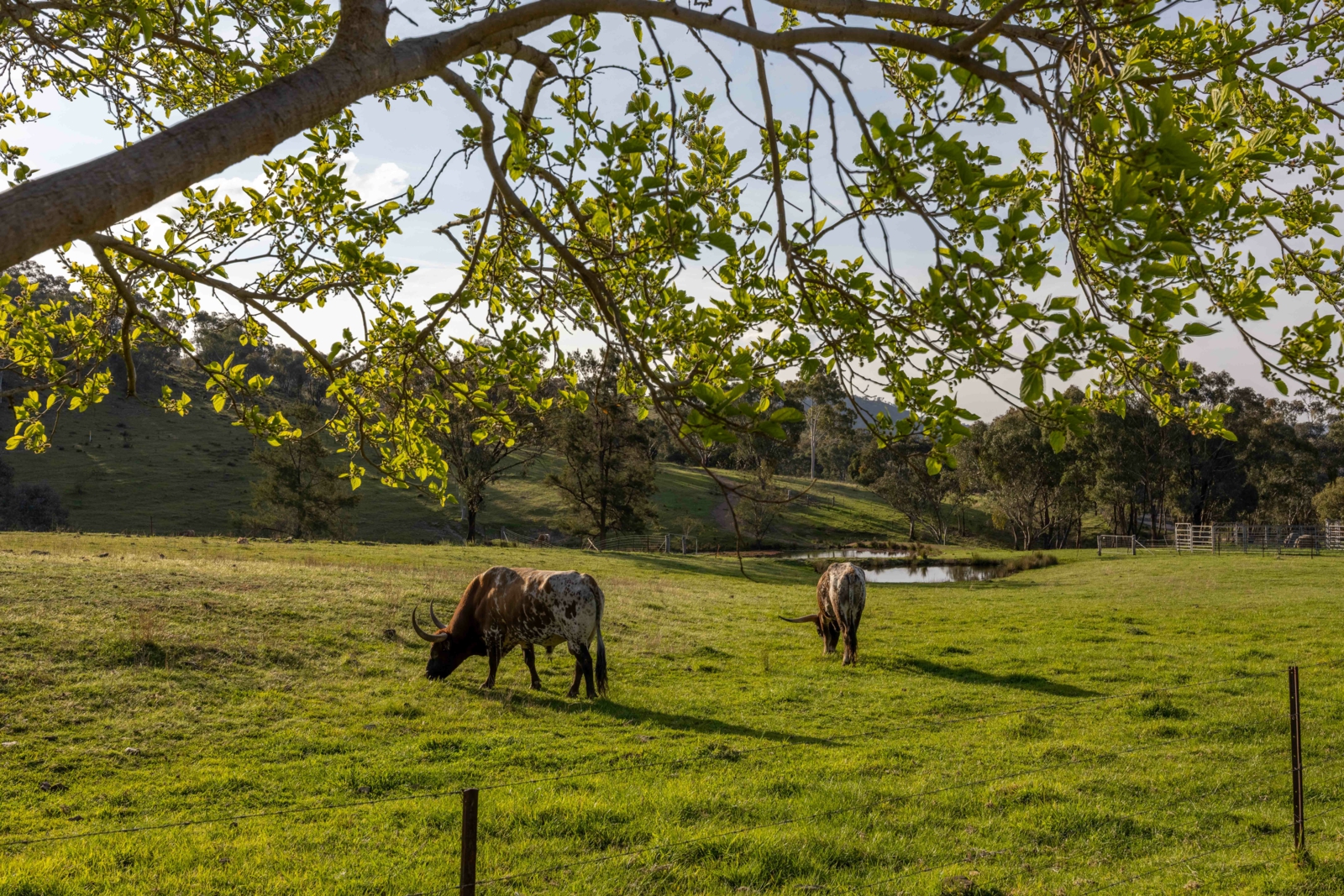 526 Windeyer Road,Mudgee