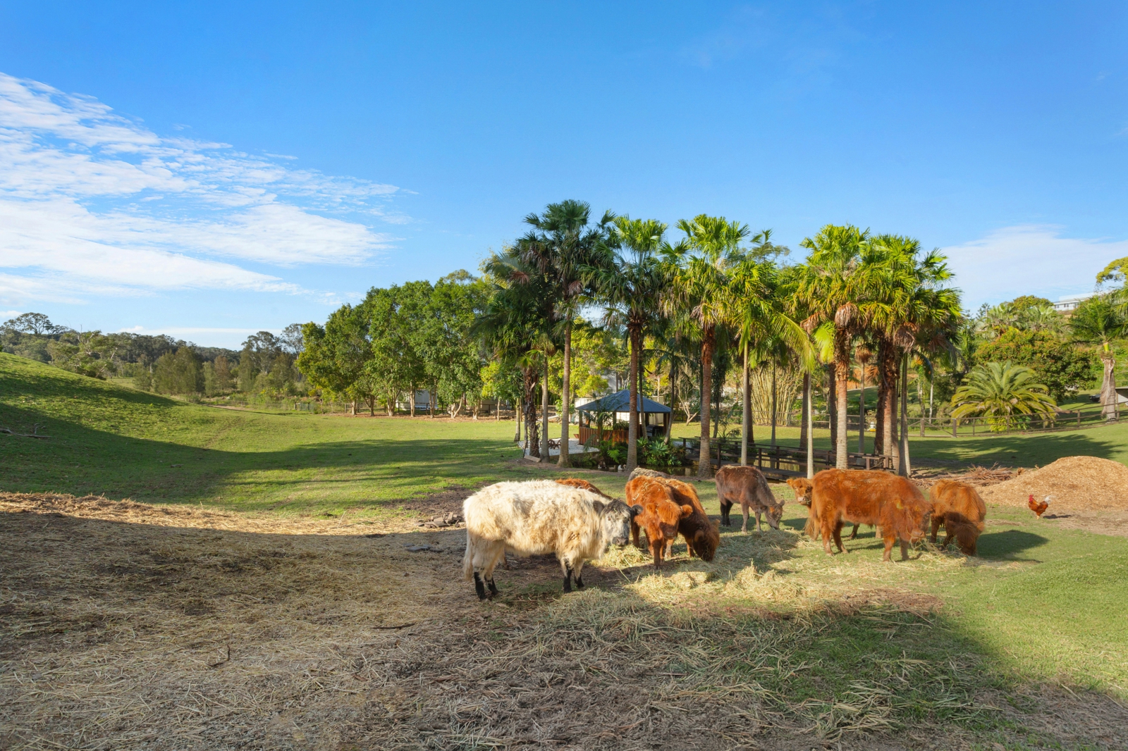 22. Cows.jpg