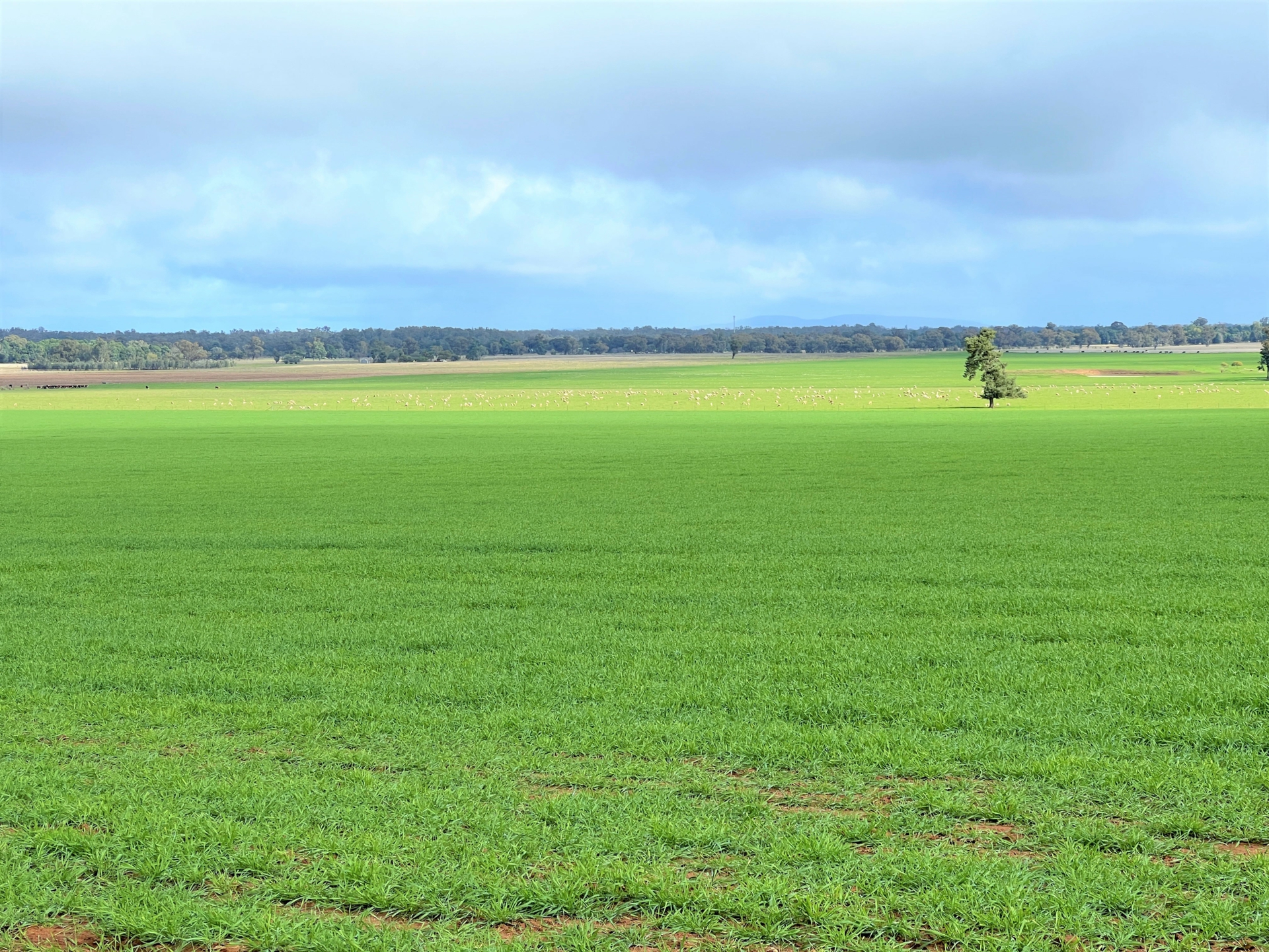 2648 Old Narrandera Road, CURRAWARNA