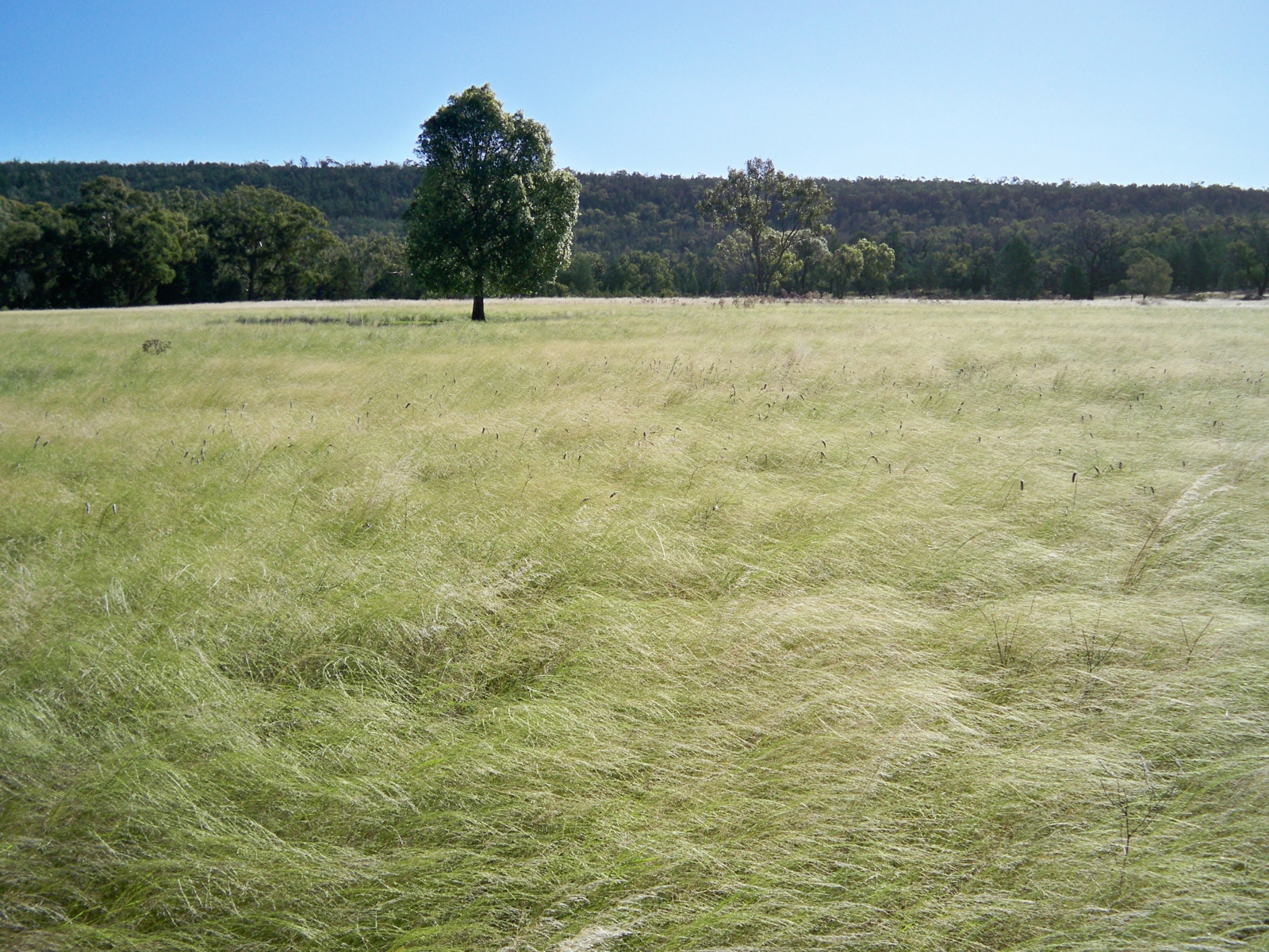 431 The Springs Road,Rankins Springs