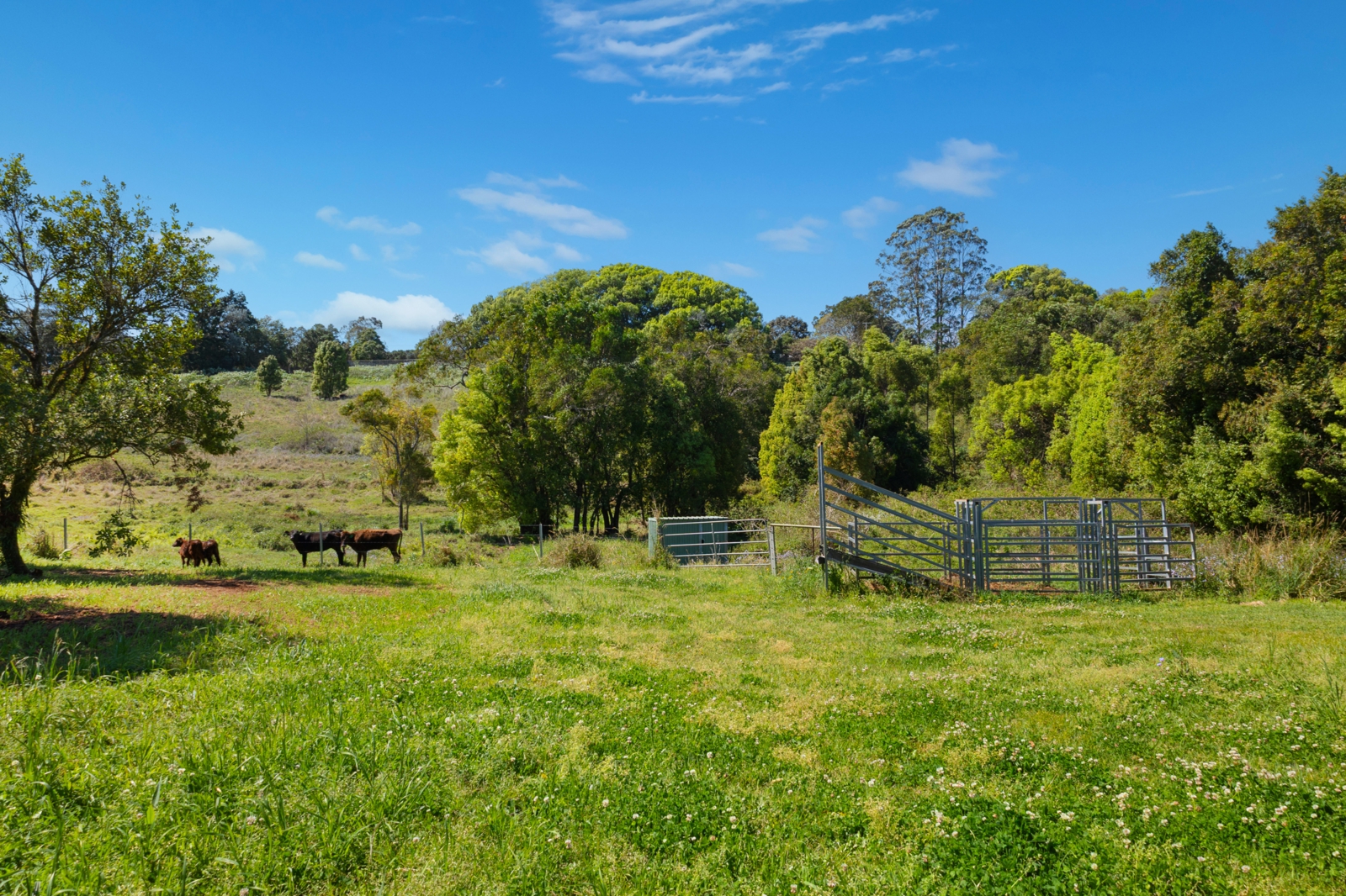 14. Cattle Yard.jpg