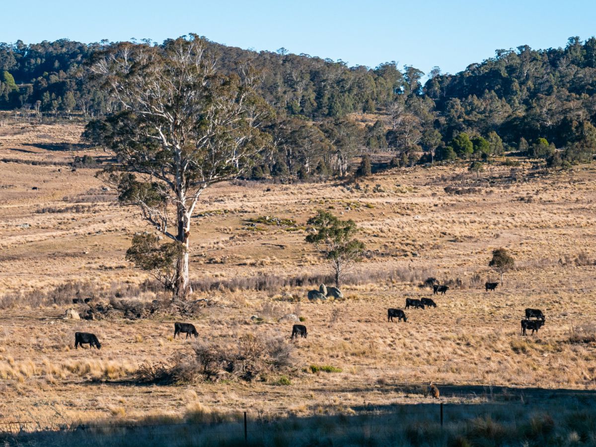 1974 Tuross Road, Kybeyan - image 2