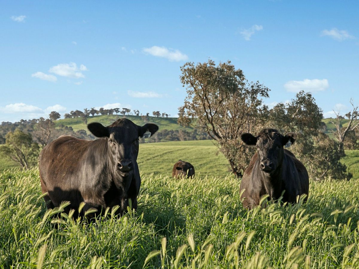 6294 Mitchell Highway, Molong - image 2