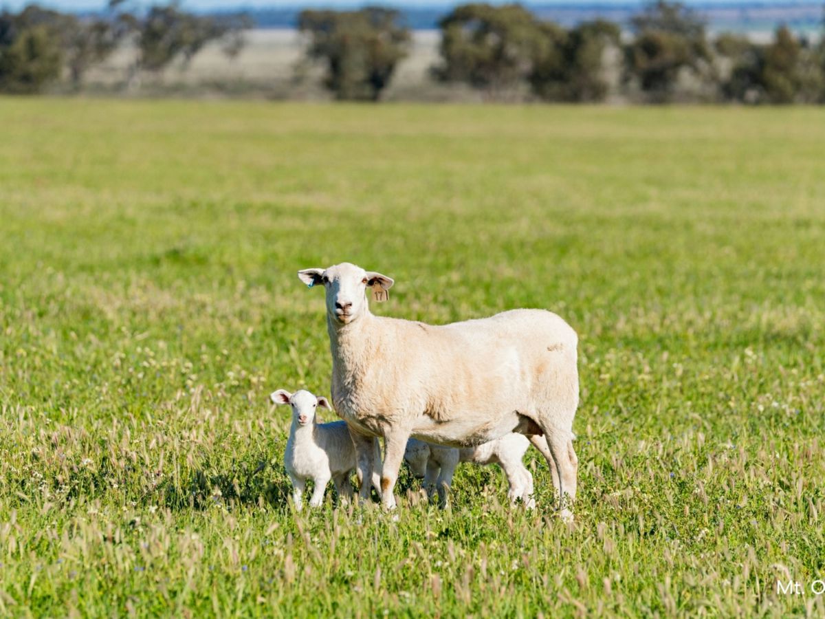 Kamarah Road, Narrandera - image 1