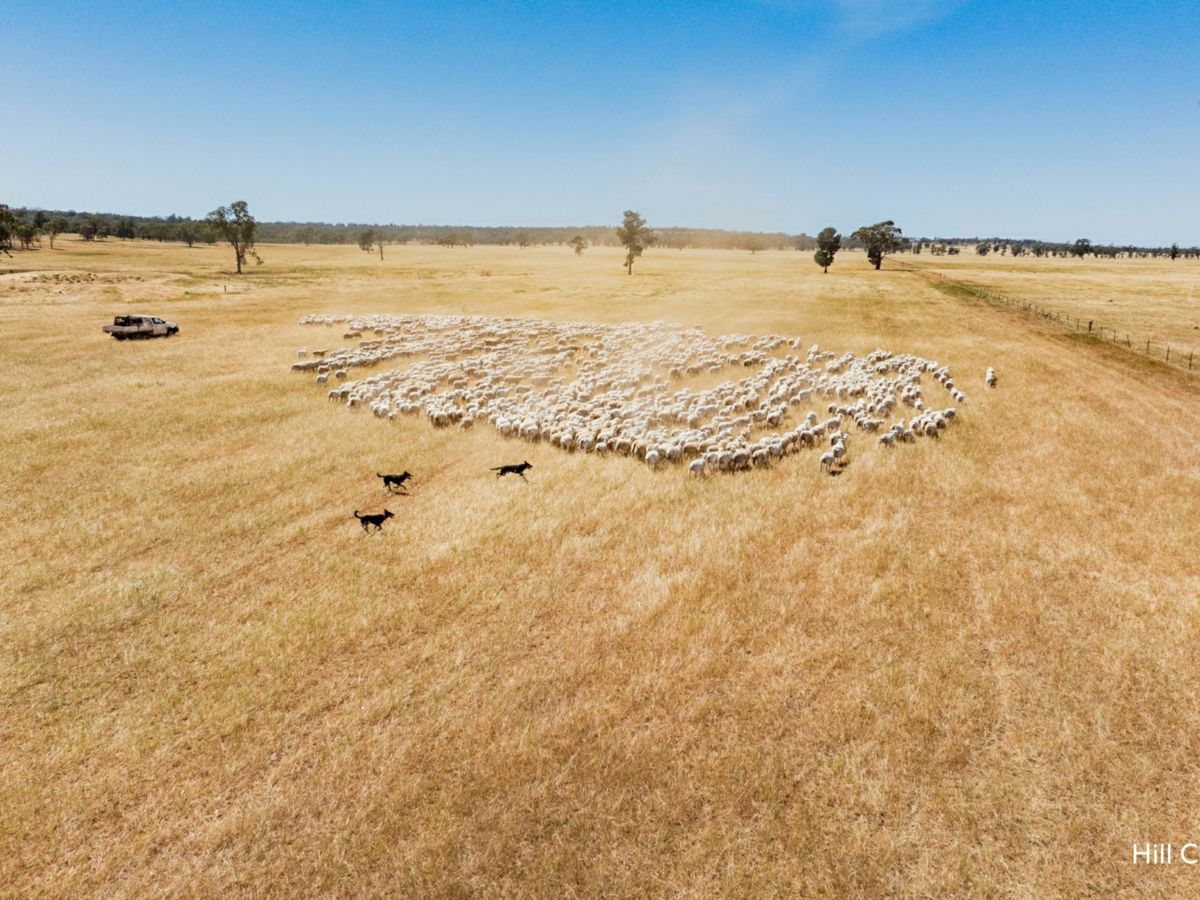 Kamarah Road, Narrandera - image 3