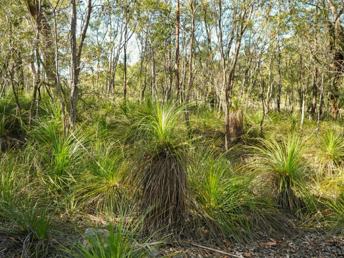 40 Jobson Road, Agnes Water - image 3