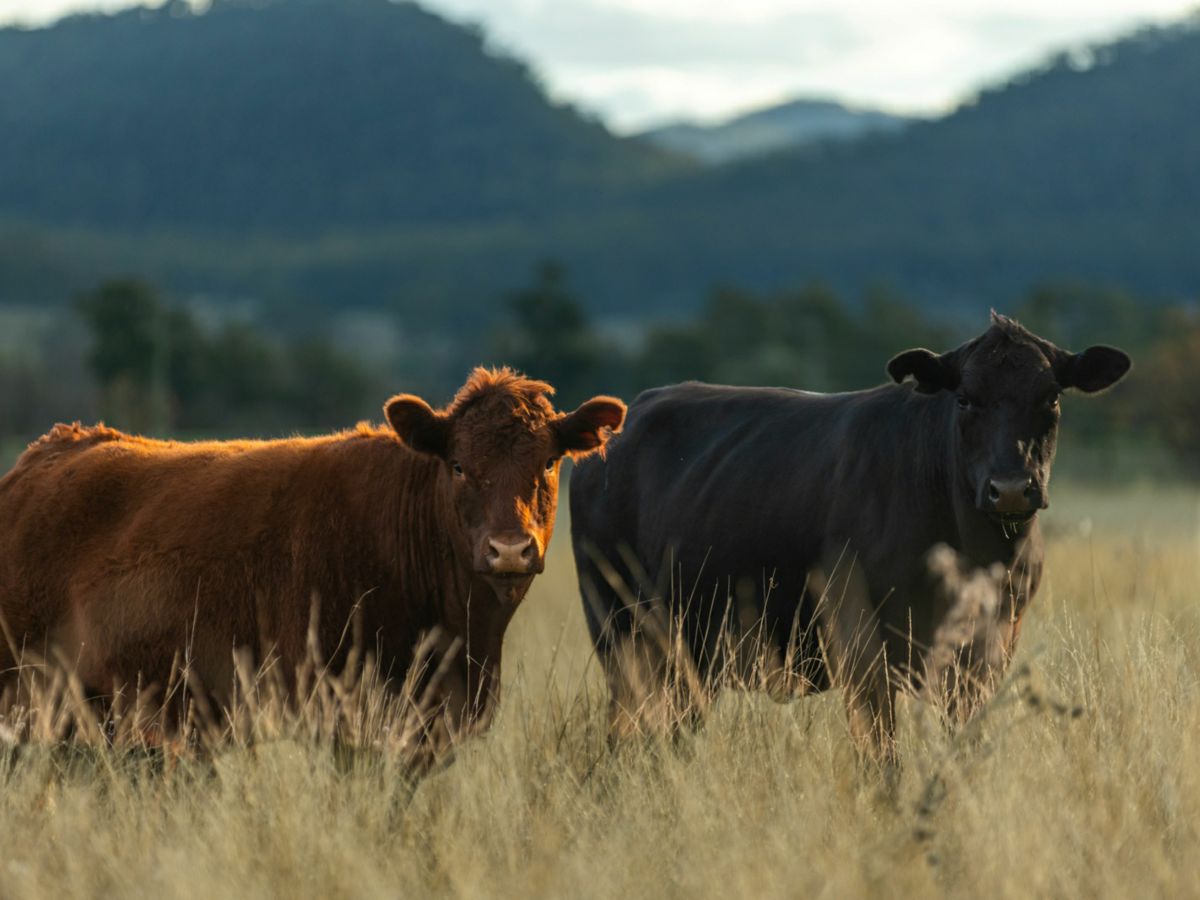 1150 Martindale Road, Denman - image 3