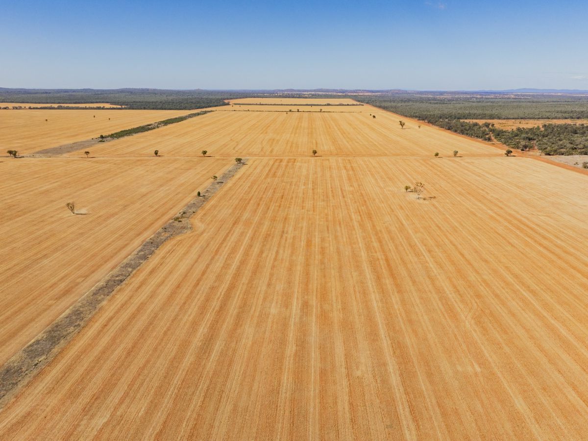 2880 Tallebung Road, Condobolin - image 1